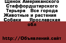 Щенок Американского Стаффордштирского Терьера - Все города Животные и растения » Собаки   . Ярославская обл.